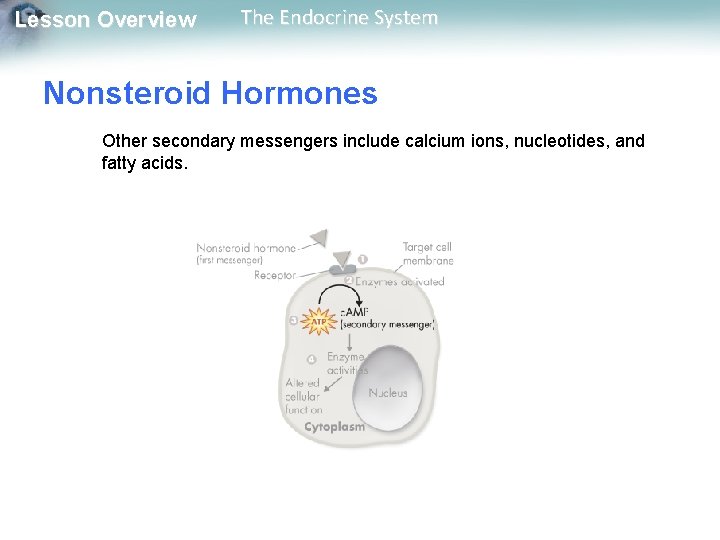 Lesson Overview The Endocrine System Nonsteroid Hormones Other secondary messengers include calcium ions, nucleotides,