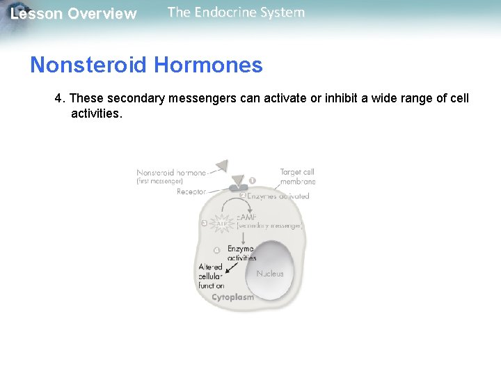 Lesson Overview The Endocrine System Nonsteroid Hormones 4. These secondary messengers can activate or