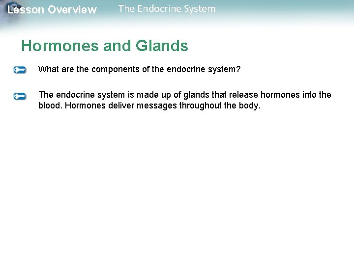 Lesson Overview The Endocrine System Hormones and Glands What are the components of the