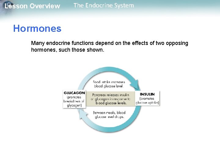 Lesson Overview The Endocrine System Hormones Many endocrine functions depend on the effects of