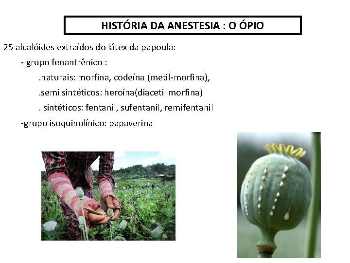 HISTÓRIA DA ANESTESIA : O ÓPIO 25 alcalóides extraídos do látex da papoula: -