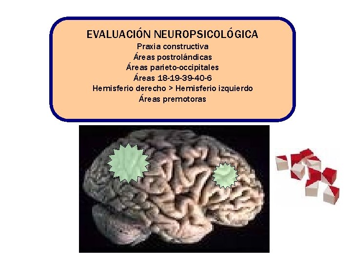 EVALUACIÓN NEUROPSICOLÓGICA Praxia constructiva Áreas postrolándicas Áreas parieto-occipitales Áreas 18 -19 -39 -40 -6 EVALUACIÓN NEUROPSICOLÓGICA Praxia constructiva Áreas postrolándicas Áreas parieto-occipitales Áreas 18 -19 -39 -40 -6