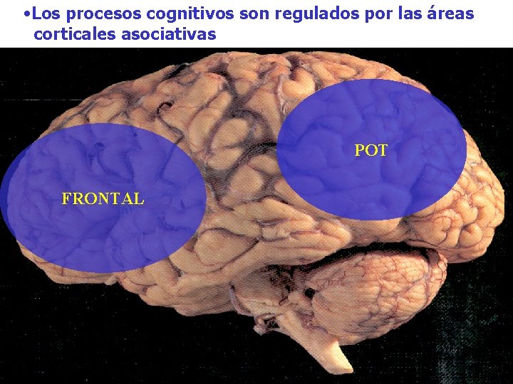 • Los procesos cognitivos son regulados por las áreas corticales asociativas POT FRONTAL • Los procesos cognitivos son regulados por las áreas corticales asociativas POT FRONTAL