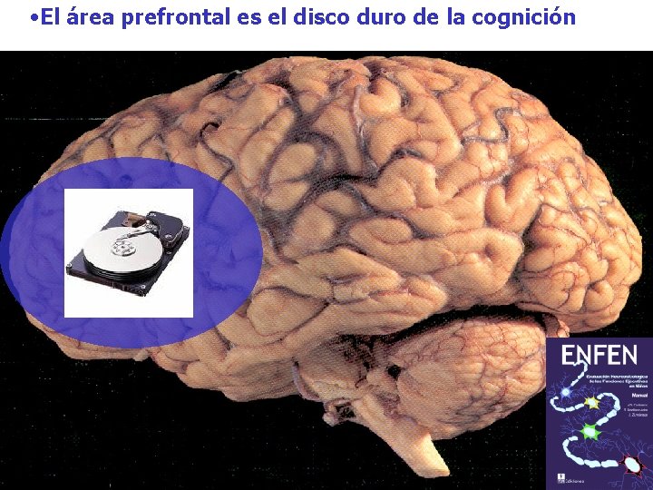 • El área prefrontal es el disco duro de la cognición FRONTAL • El área prefrontal es el disco duro de la cognición FRONTAL