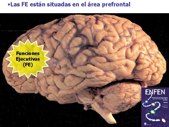 • Las FE están situadas en el área prefrontal Funciones Ejecutivas (FE) • Las FE están situadas en el área prefrontal Funciones Ejecutivas (FE)