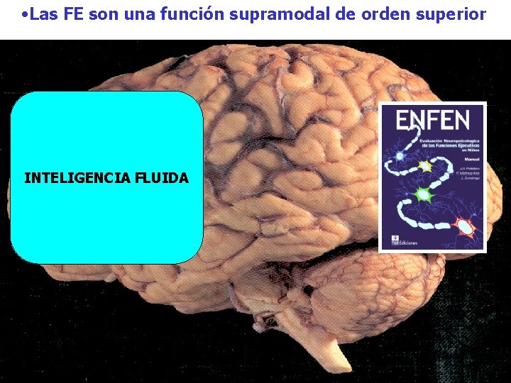 • Las FE son una función supramodal de orden superior Programación de la • Las FE son una función supramodal de orden superior Programación de la