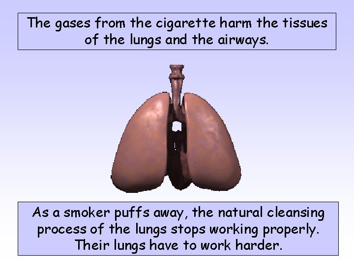 The gases from the cigarette harm the tissues of the lungs and the airways.