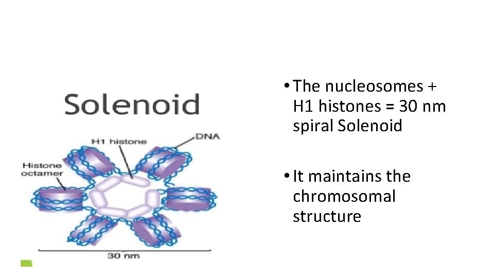  • The nucleosomes + H 1 histones = 30 nm spiral Solenoid •