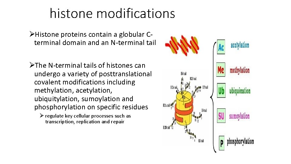 histone modifications ØHistone proteins contain a globular Cterminal domain and an N-terminal tail ØThe