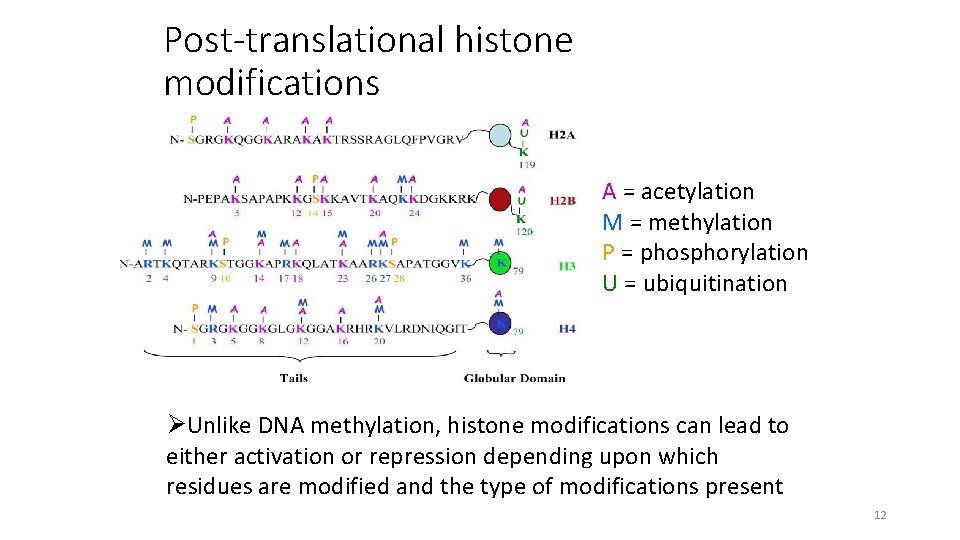 Post-translational histone modifications A = acetylation M = methylation P = phosphorylation U =