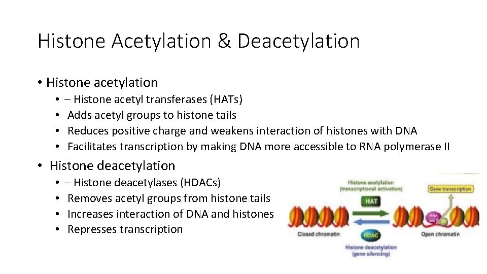 Histone Acetylation & Deacetylation • Histone acetylation • • – Histone acetyl transferases (HATs)