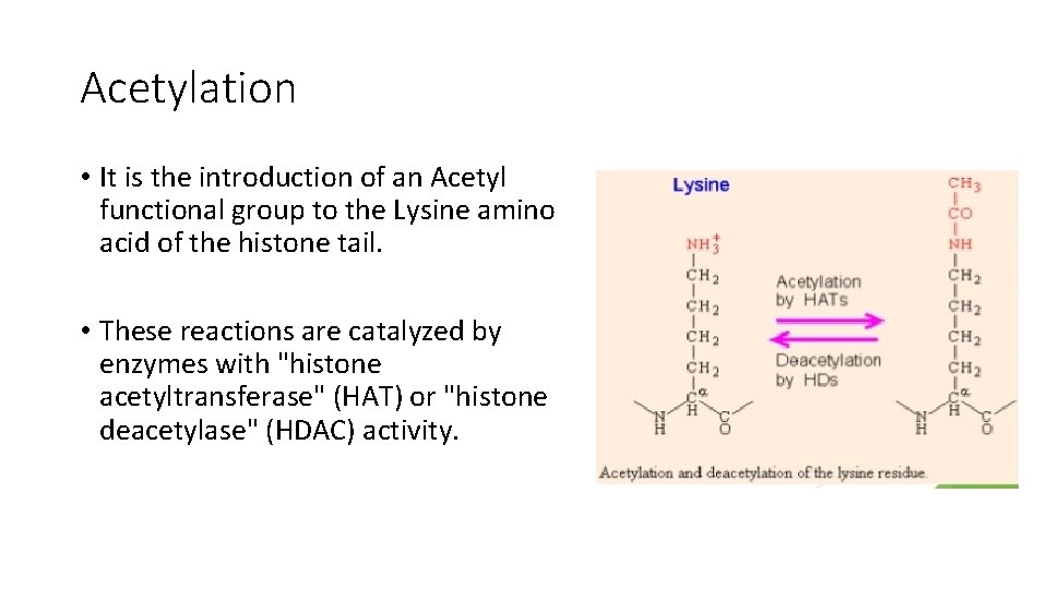 Acetylation • It is the introduction of an Acetyl functional group to the Lysine
