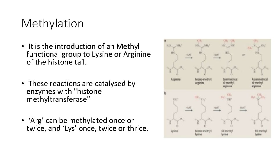 Methylation • It is the introduction of an Methyl functional group to Lysine or