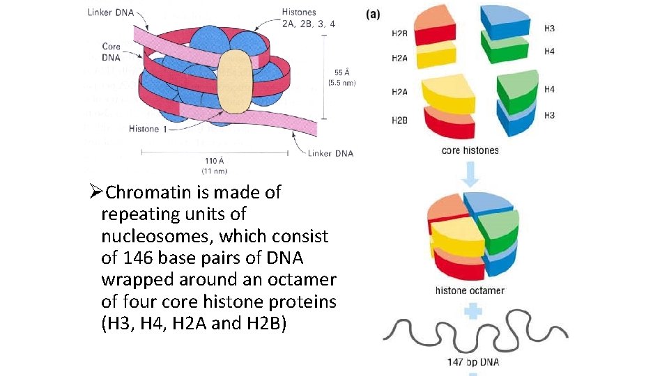 ØChromatin is made of repeating units of nucleosomes, which consist of 146 base pairs