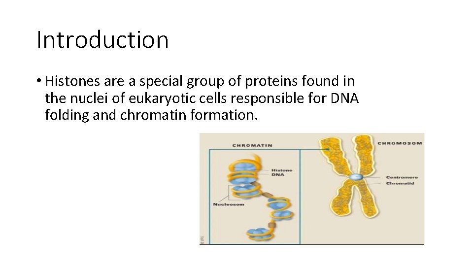 Introduction • Histones are a special group of proteins found in the nuclei of