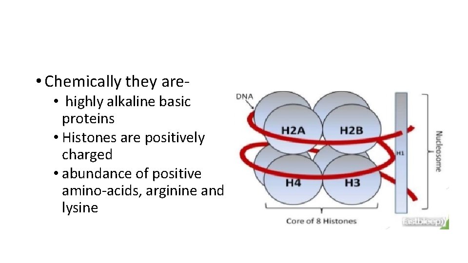  • Chemically they are • highly alkaline basic proteins • Histones are positively