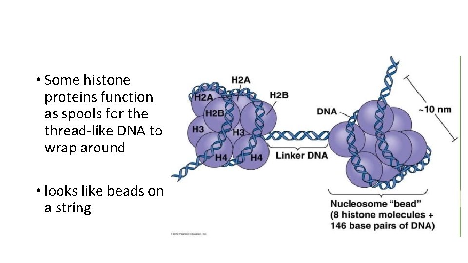  • Some histone proteins function as spools for the thread-like DNA to wrap