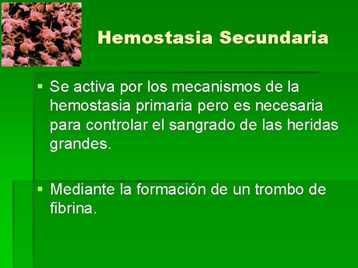 Hemostasia Secundaria § Se activa por los mecanismos de la hemostasia primaria pero es