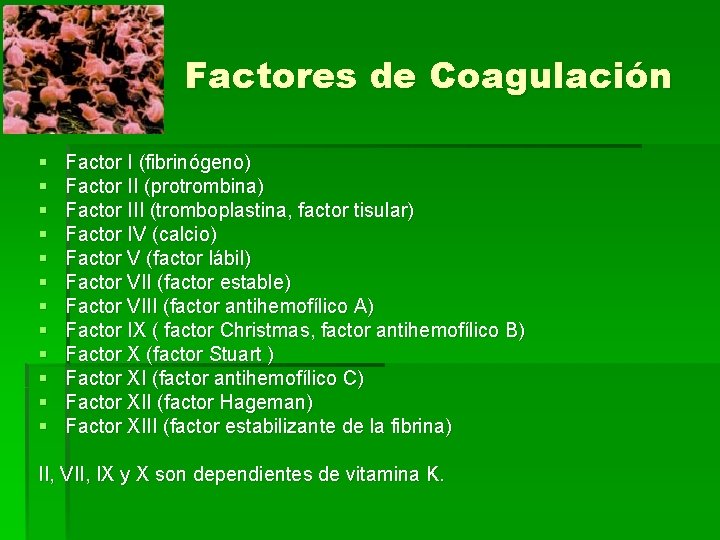 Factores de Coagulación § § § Factor I (fibrinógeno) Factor II (protrombina) Factor III