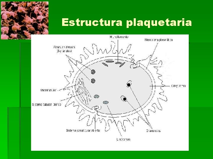Estructura plaquetaria 