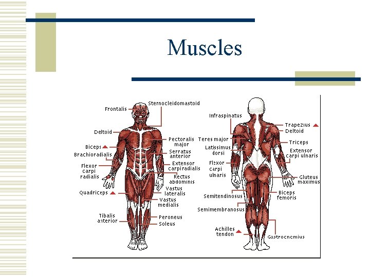 BIOMECHANICS OF WORK Chapter 11 in your text