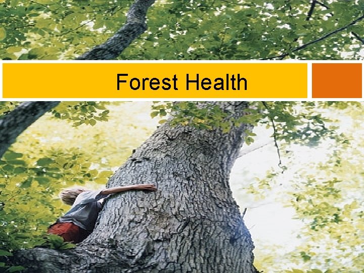 Forest Health 