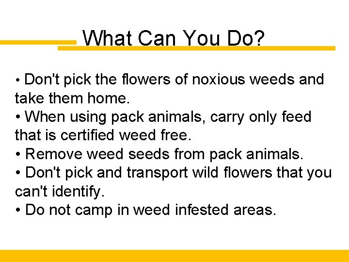 What Can You Do? • Don't pick the flowers of noxious weeds and take