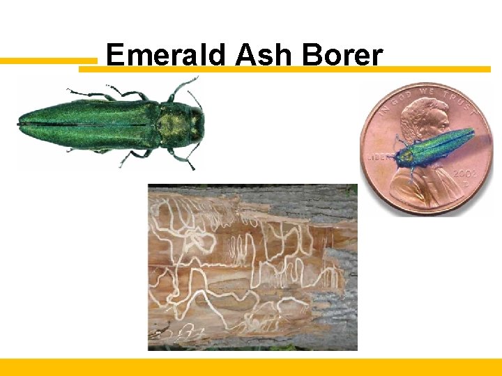 Emerald Ash Borer 