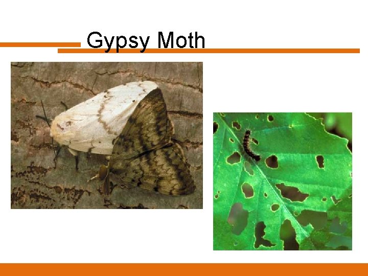 Gypsy Moth 