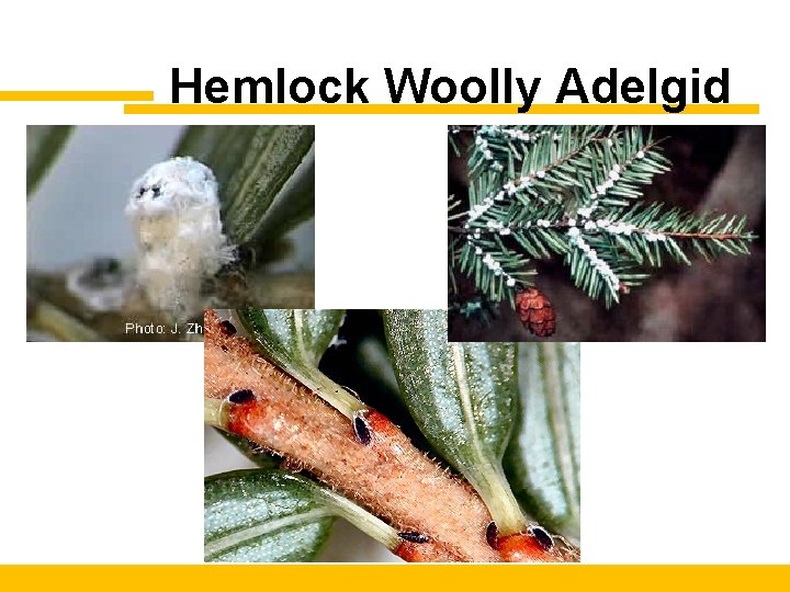 Hemlock Woolly Adelgid 