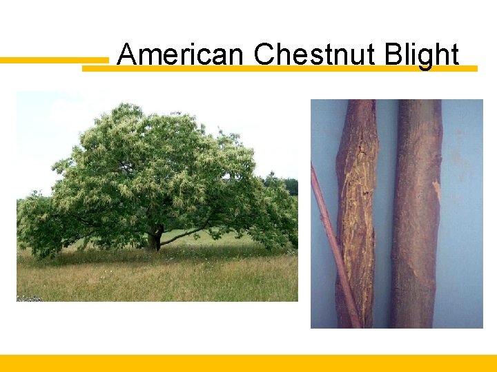American Chestnut Blight 