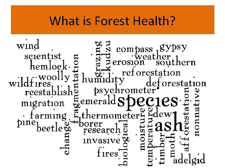 What is Forest Health? 