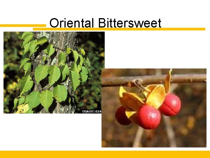 Oriental Bittersweet 