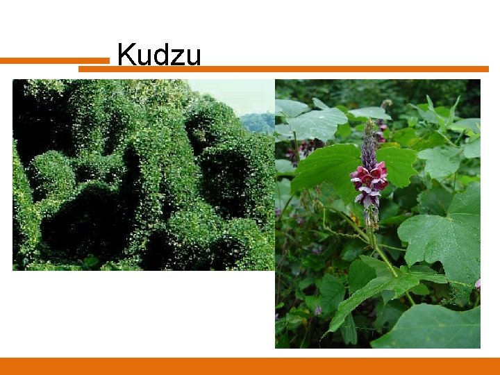 Kudzu 