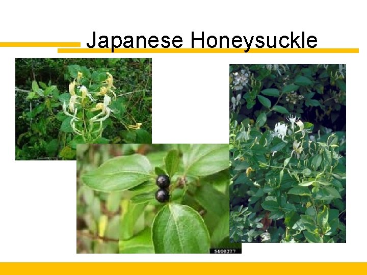 Japanese Honeysuckle 