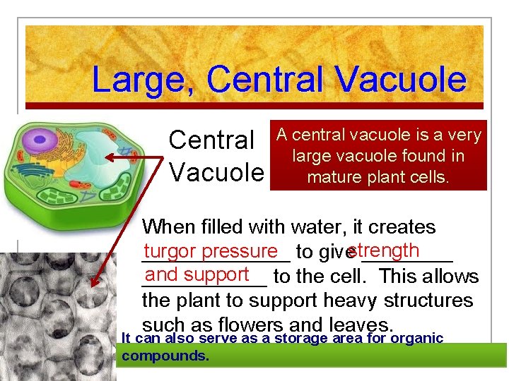 Cell Structure And Function The Basic Unit Of