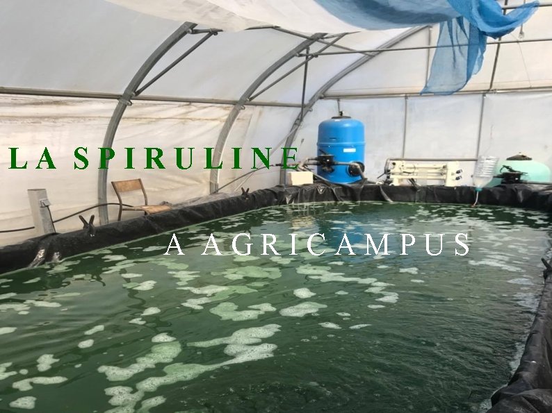 LA SPIRULINE A AGRICAMPUS 