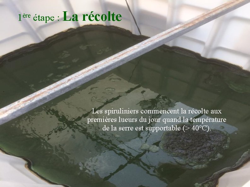 1ère étape : La récolte Les spiruliniers commencent la récolte aux premières lueurs du