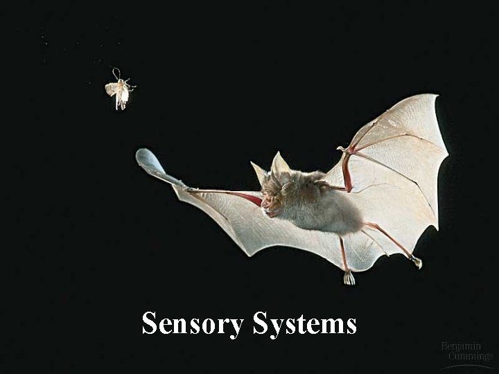 Sensory Systems 