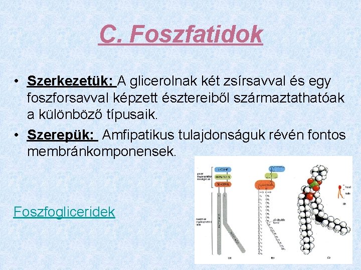 C. Foszfatidok • Szerkezetük: A glicerolnak két zsírsavval és egy foszforsavval képzett észtereiből származtathatóak