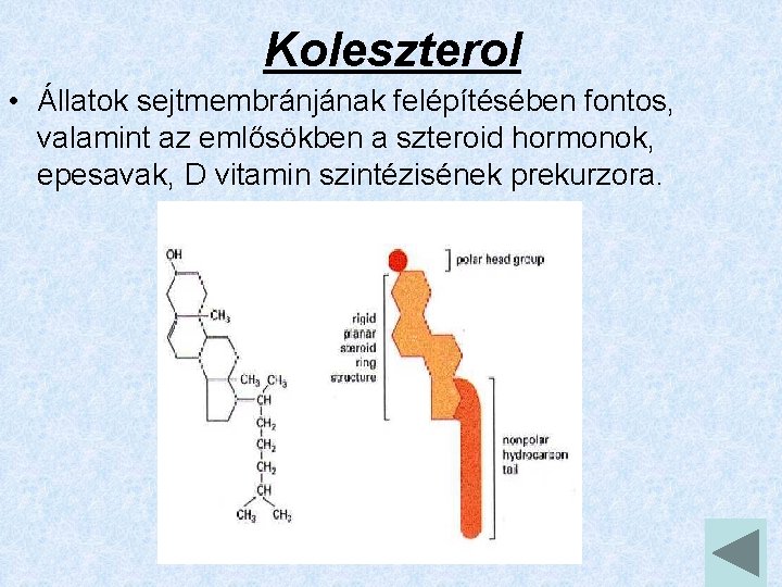 Koleszterol • Állatok sejtmembránjának felépítésében fontos, valamint az emlősökben a szteroid hormonok, epesavak, D