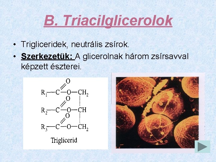 B. Triacilglicerolok • Trigliceridek, neutrális zsírok. • Szerkezetük: A glicerolnak három zsírsavval képzett észterei.