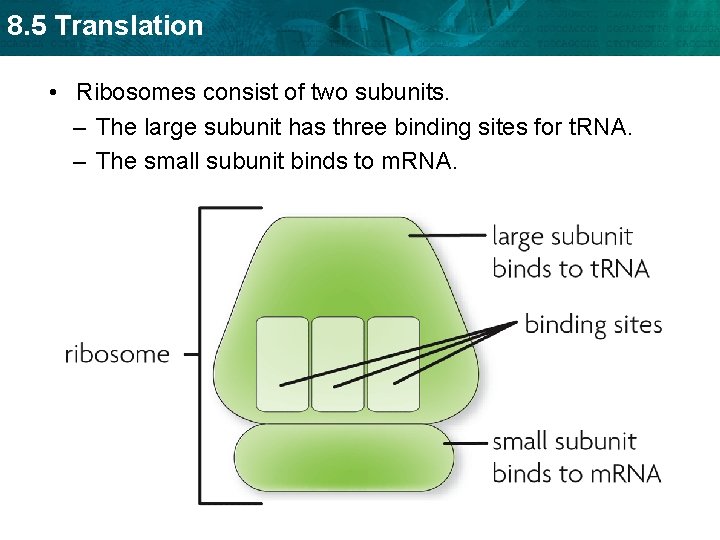 8. 5 Translation • Ribosomes consist of two subunits. – The large subunit has