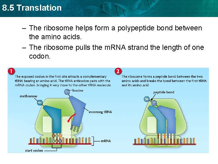 8. 5 Translation – The ribosome helps form a polypeptide bond between the amino
