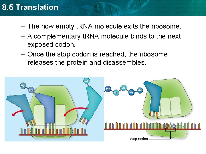 8. 5 Translation – The now empty t. RNA molecule exits the ribosome. –