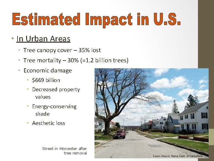  • In Urban Areas • Tree canopy cover – 35% lost • Tree