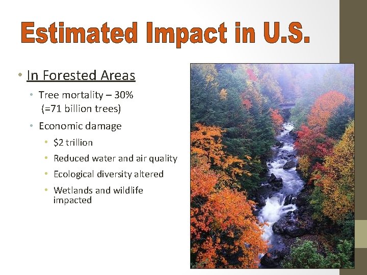  • In Forested Areas • Tree mortality – 30% (=71 billion trees) •