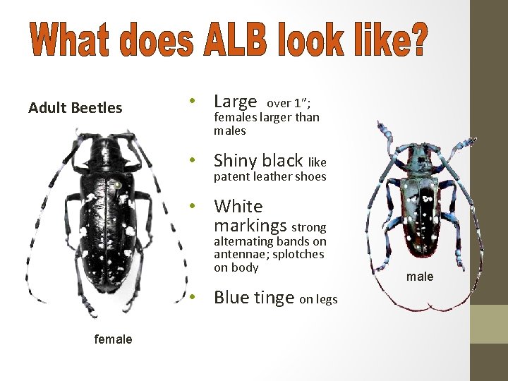 Adult Beetles • Large over 1”; females larger than males • Shiny black like