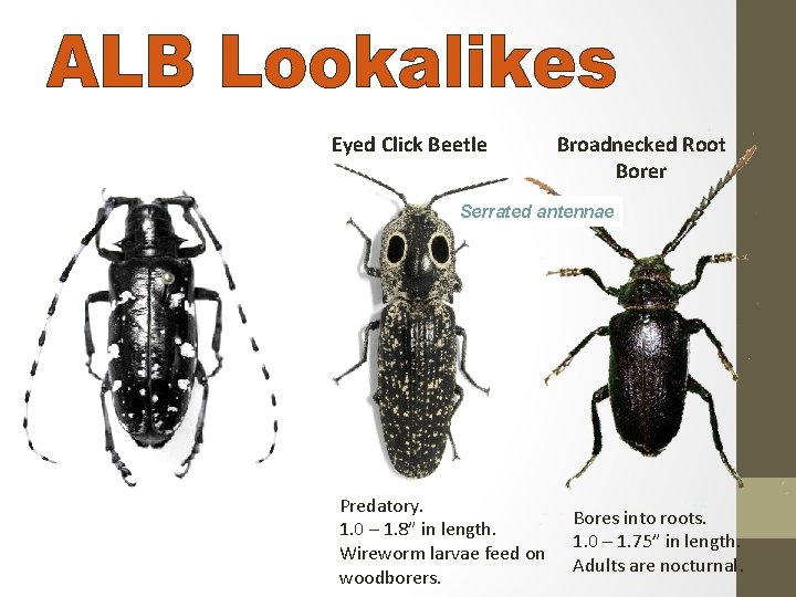 Eyed Click Beetle Broadnecked Root Borer Serrated antennae Predatory. 1. 0 – 1. 8”