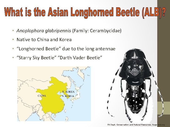  • Anoplophora glabripennis (Family: Cerambycidae) • Native to China and Korea • “Longhorned